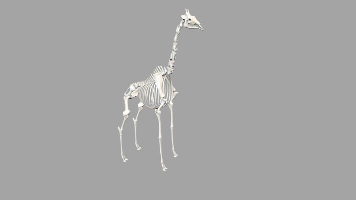 Giraffe skeleton 3D model 3D Model