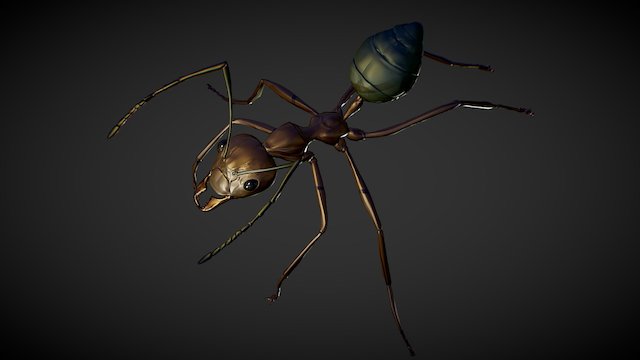 Insect Ant Weaver 3D Model