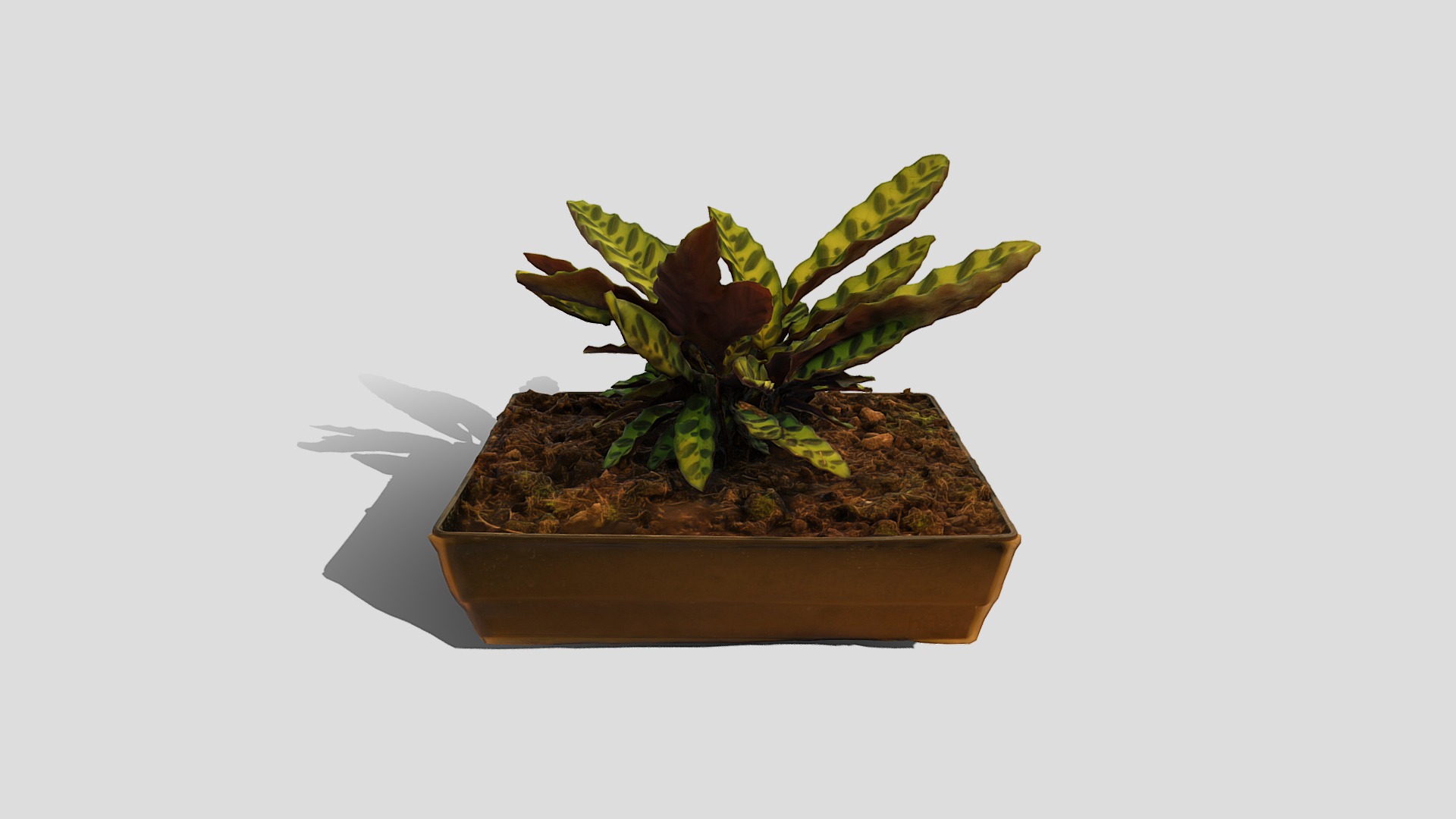 3D model Plant 9 - This is a 3D model of the Plant 9. The 3D model is about a small plant in a pot.