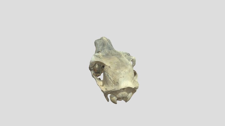 Elk Cranium 3D Model