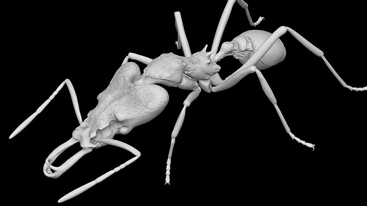 Strumigenys nidifex 3D Model