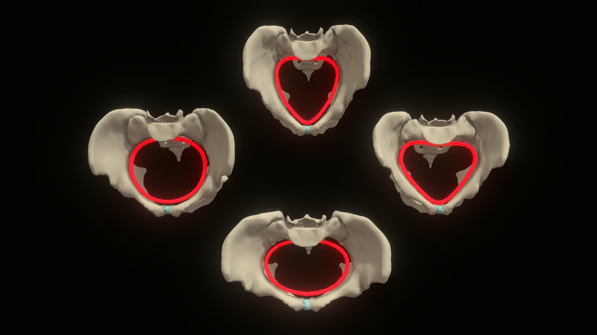 Pelvis Models - 3D model by John A Burns School of Medicine (@jabsom ...