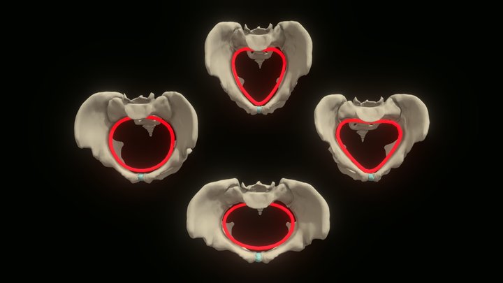 Pelvis Models 3D Model