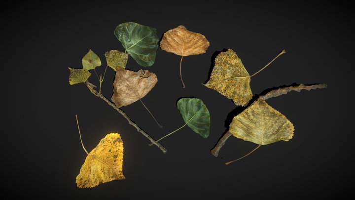 Poplar Leaves - low poly 3D Model
