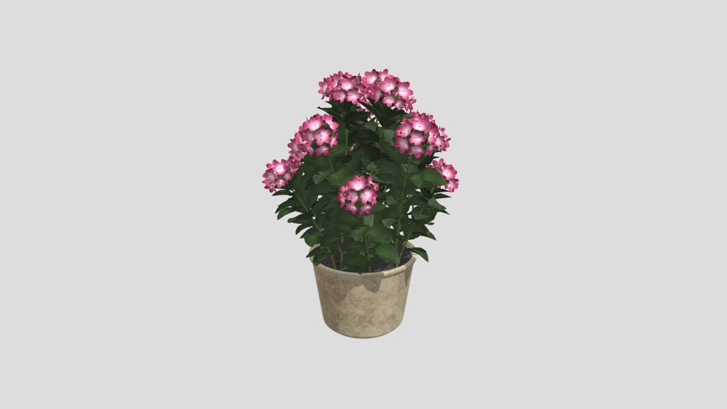 Pink Hydrangea