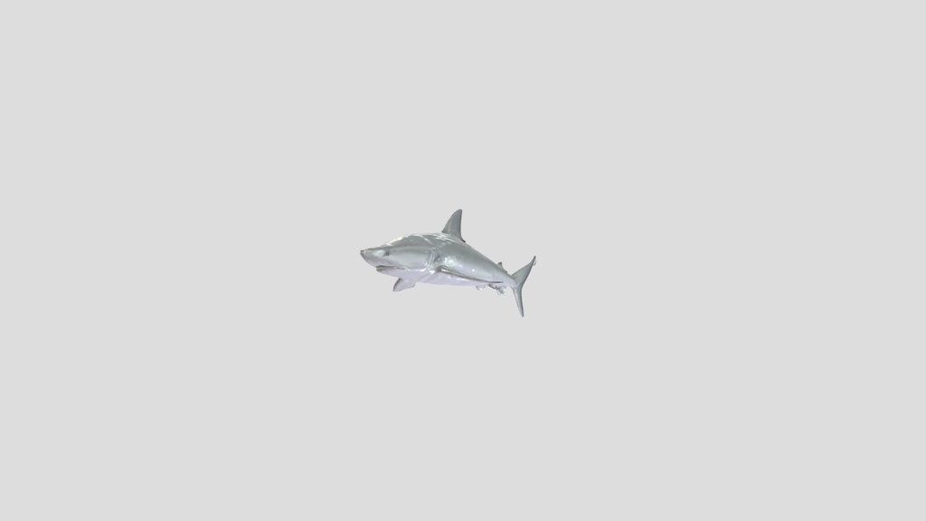 Grey ReefShark (Carcharhinus Amblyrhynchos)