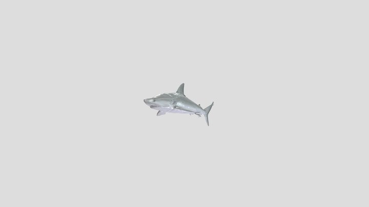 Grey ReefShark (Carcharhinus Amblyrhynchos) – Modelo 3D gratuito STL