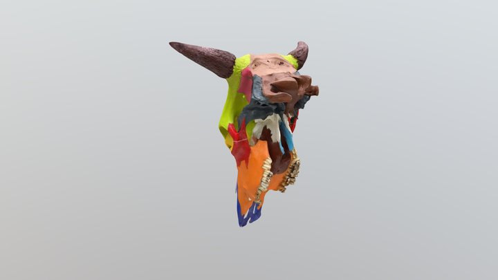 Cráneo Bovino 3D Model