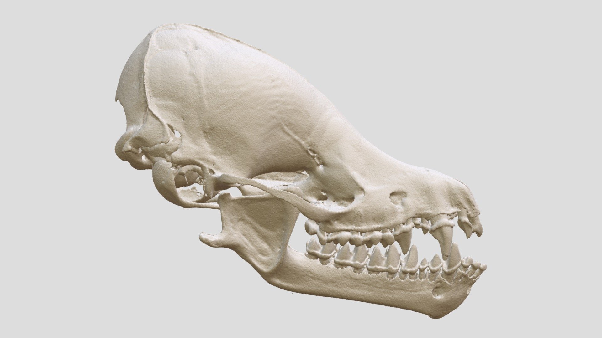 Myotis riparius (FMNHMamm172162) 3D model by Biodiversity [3676e2d