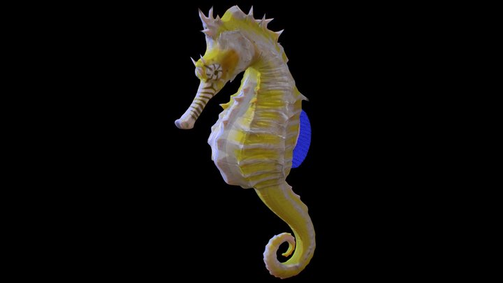 Seahorse 3D Model