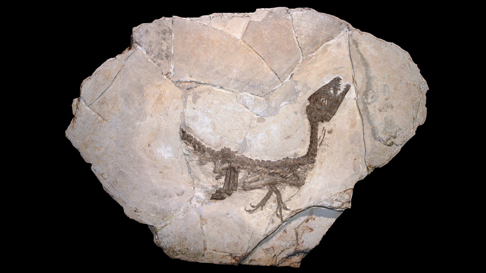 Scipionyx samniticus