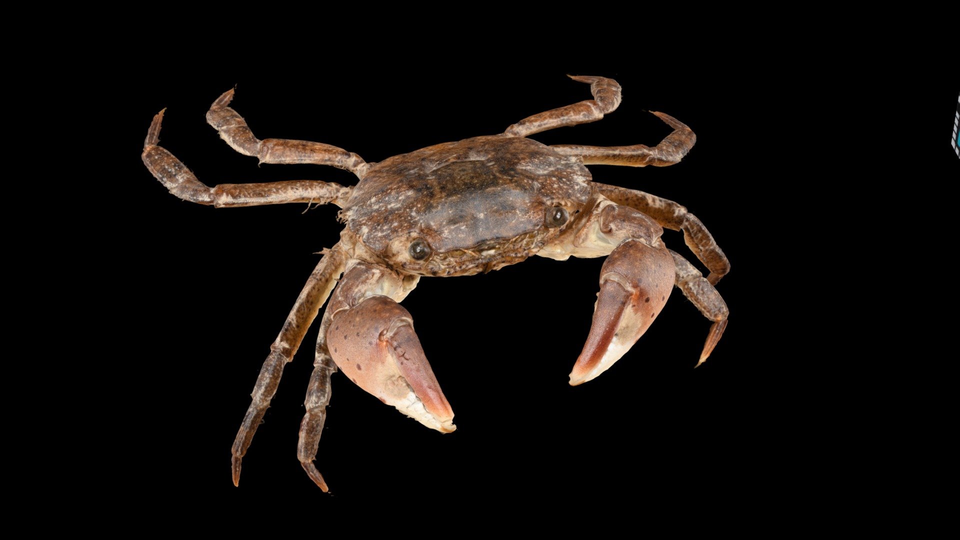 ケフサイソガニ ♂ Shore crab, Hemigrapsus penicillatus