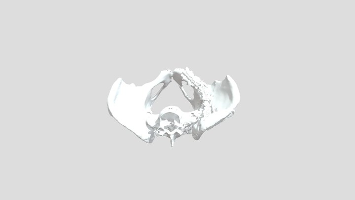 Pelvix 3D Model