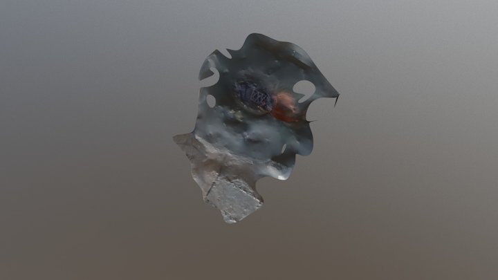 Test Shoe Obj 3D Model