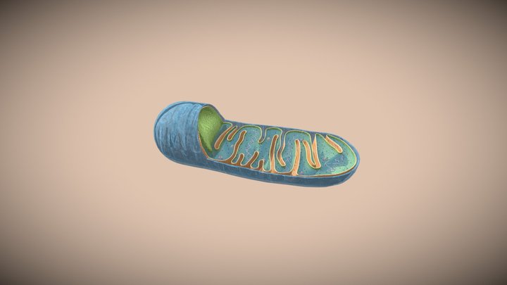 Organel Sel - Mitokondria 3D Model