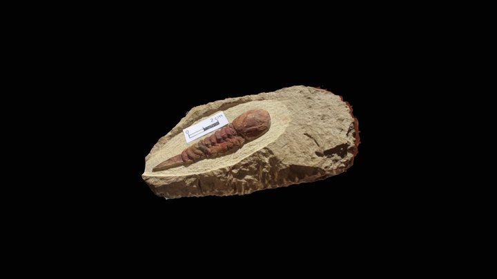 aglaspididae 3D Model