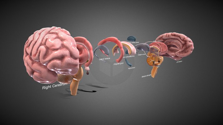 3D Brain Anatomy 3D Model