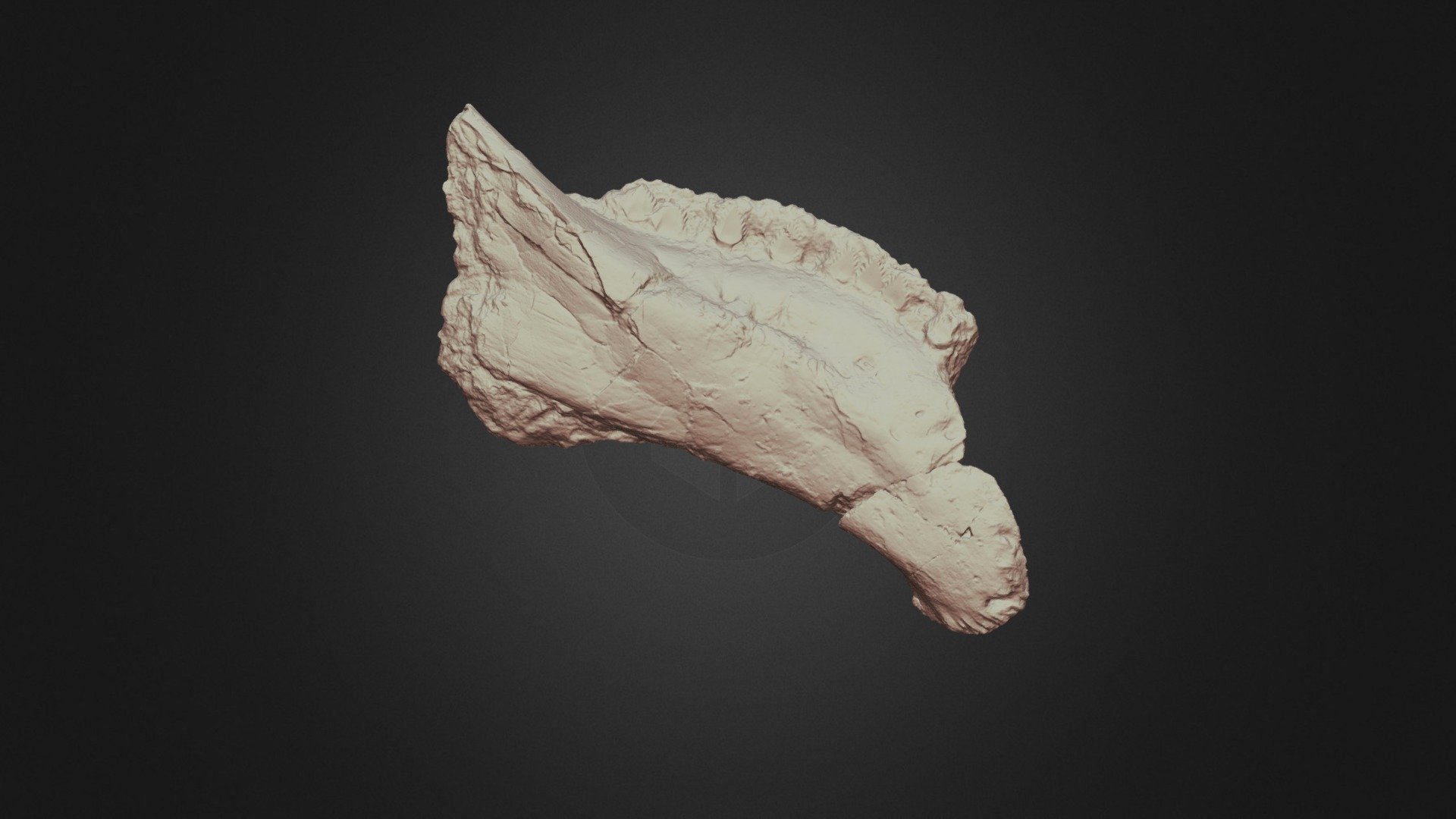 Hungarosaurus tormai dentary / alsó állkapocs