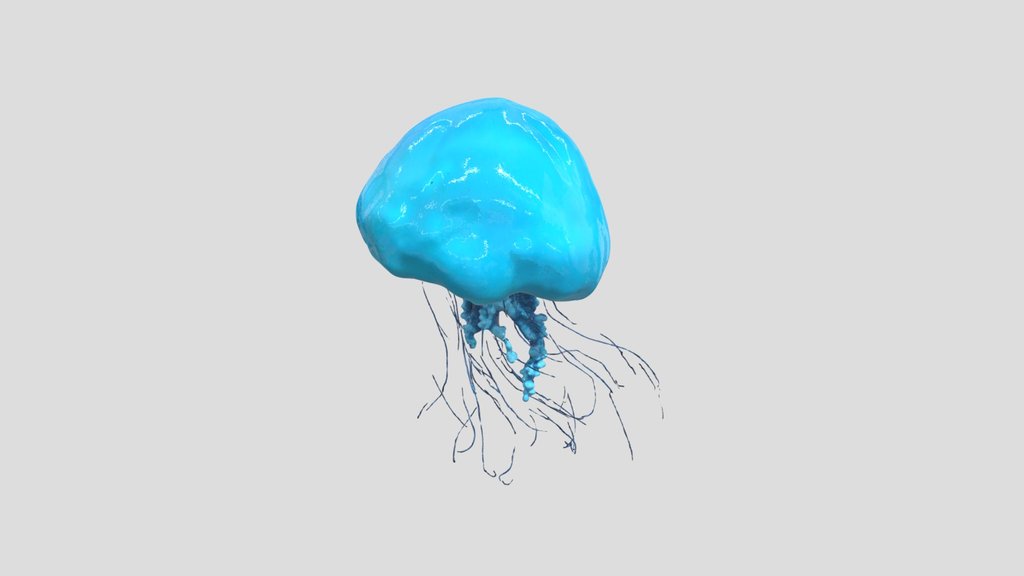 Jellyfish