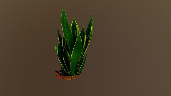 Snake Plant (Highest Resolution, Unbounded) 3D Model