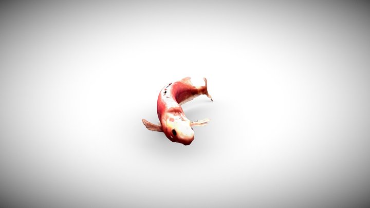 Mormyrid Electric Fish - Specimen BB 3D Model