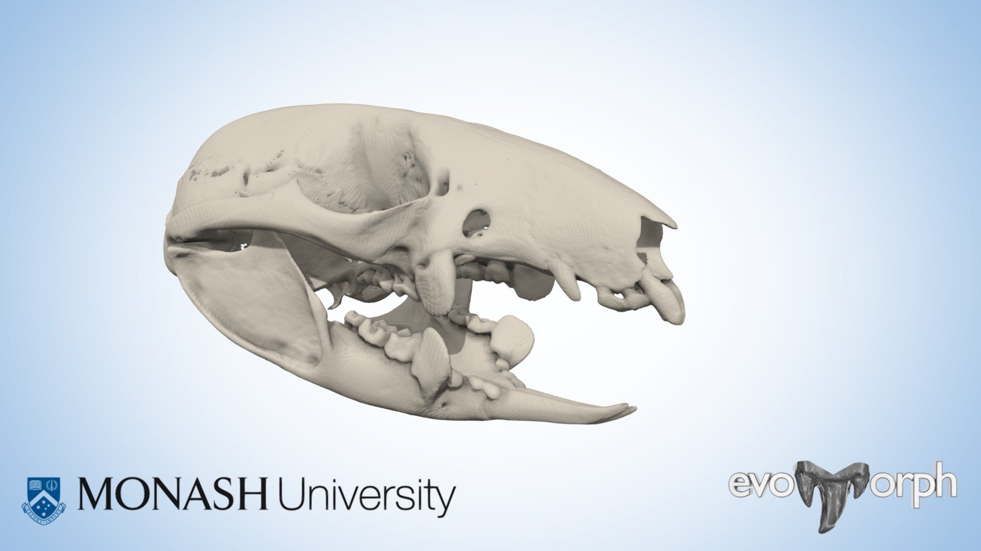 Mountain pygmy possum skull and teeth chewing — Sketchfab embed 3D viewer