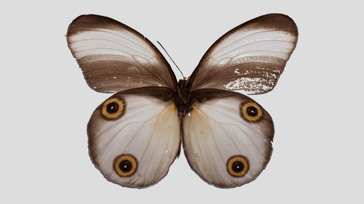 YPM ENT.814674 Butterfly, Taenaris artemis