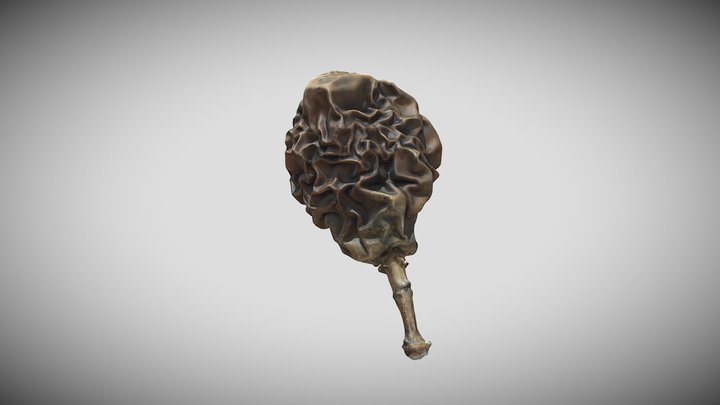 Brazil - Maracujá 3D Model
