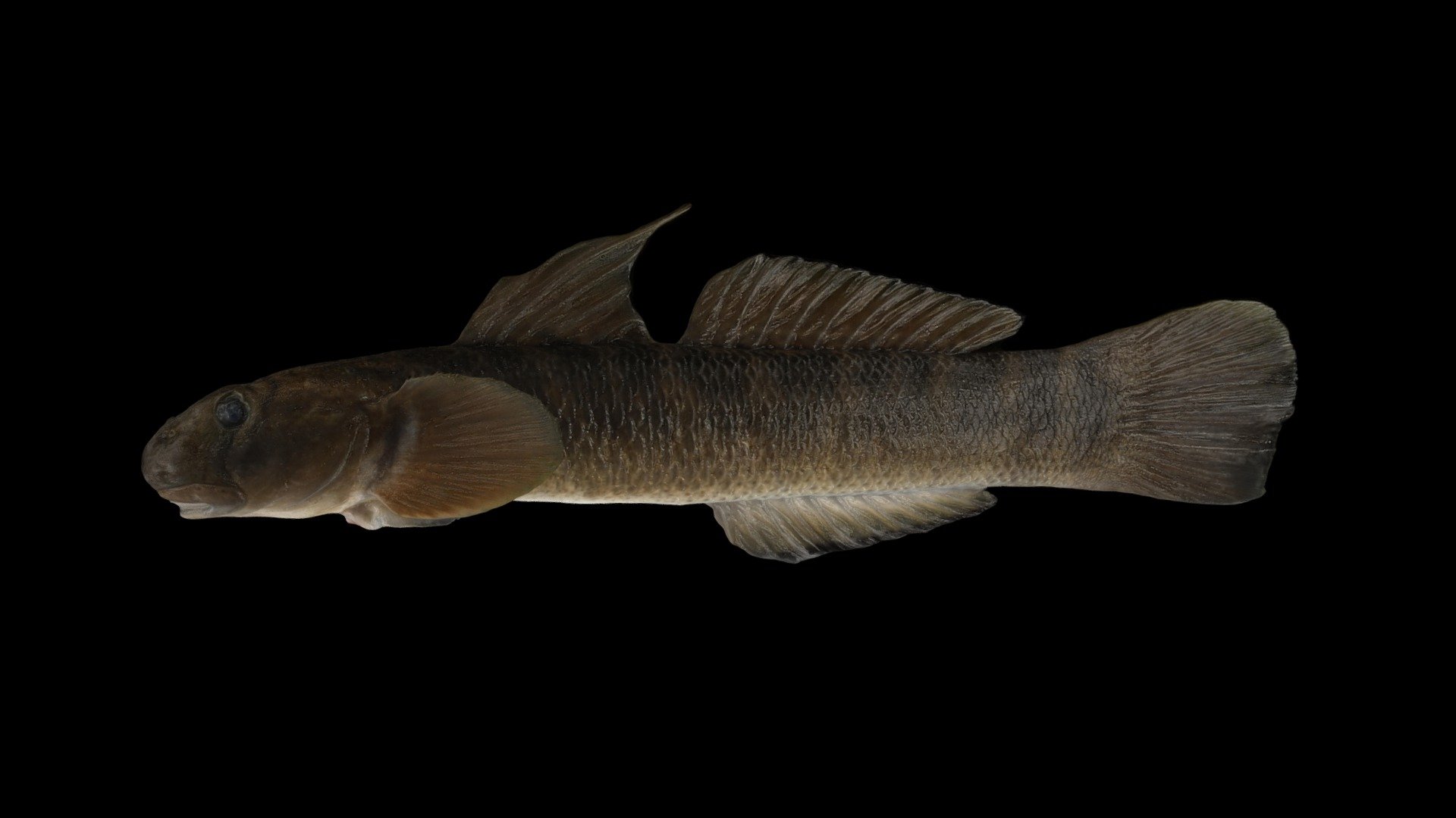 ボウズハゼ Monk Goby, Sicyopterus japonicus - Download Free 3D model by ...