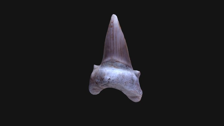 Diente de tiburón 3D Model