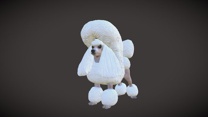 Poodle-Brian 3D Model