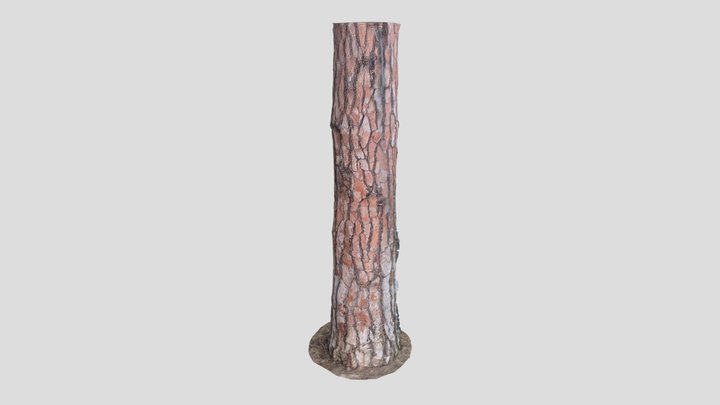 Tree Trunk 3D Model