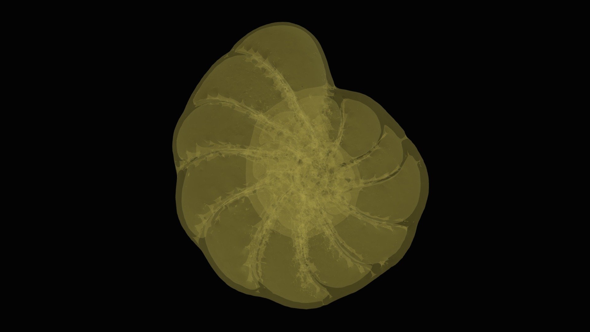 Elphidium - Download Free 3D model by BelangerForamLab (@christina ...