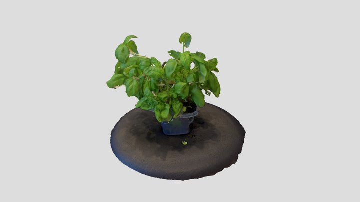 Greenish Basil Plant Pot 3D Model