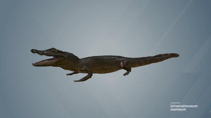 Nilkrokodil (Crocodylus niloticus) 3D Model