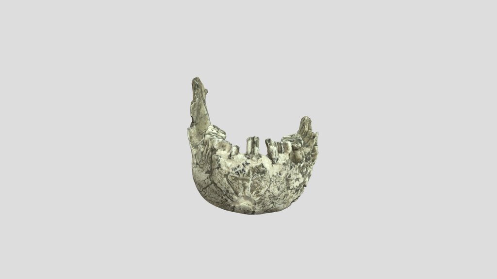 KMN-ER 406 - Mandible