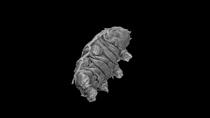 Tardigrade - SEM Microphotogrammetry 3D Model