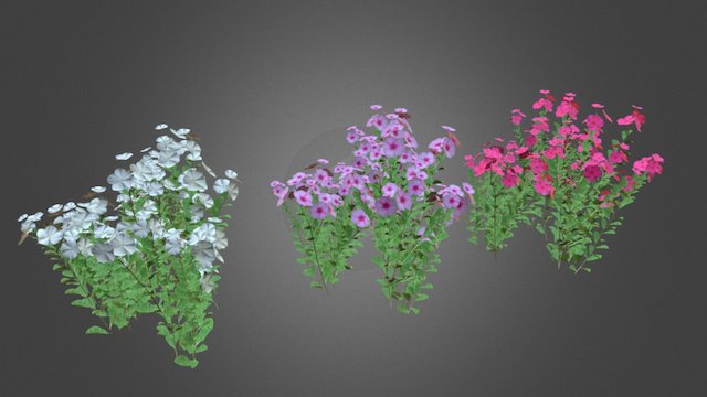 Catharanthus Roseus Flower 3D Model