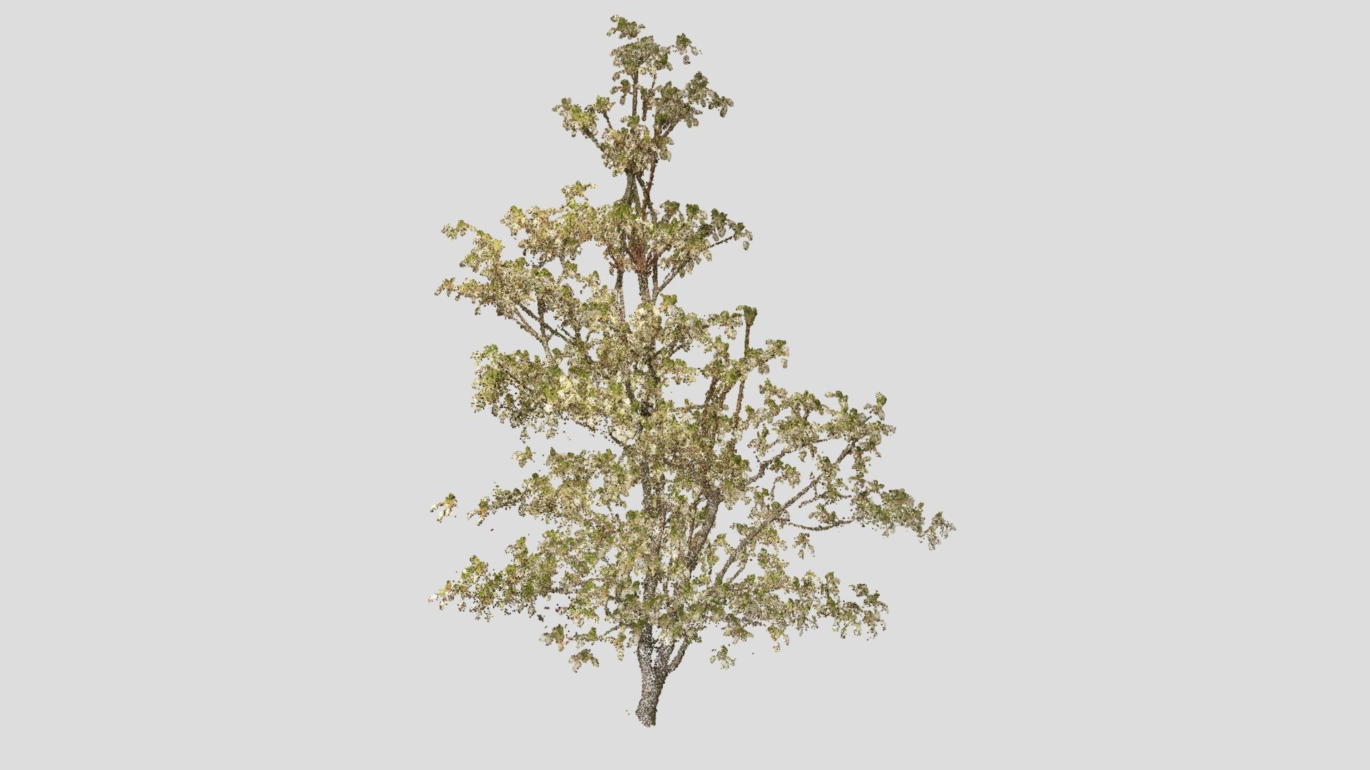 ドウダンツツジ (Enkianthus perulatus) - 3D model by