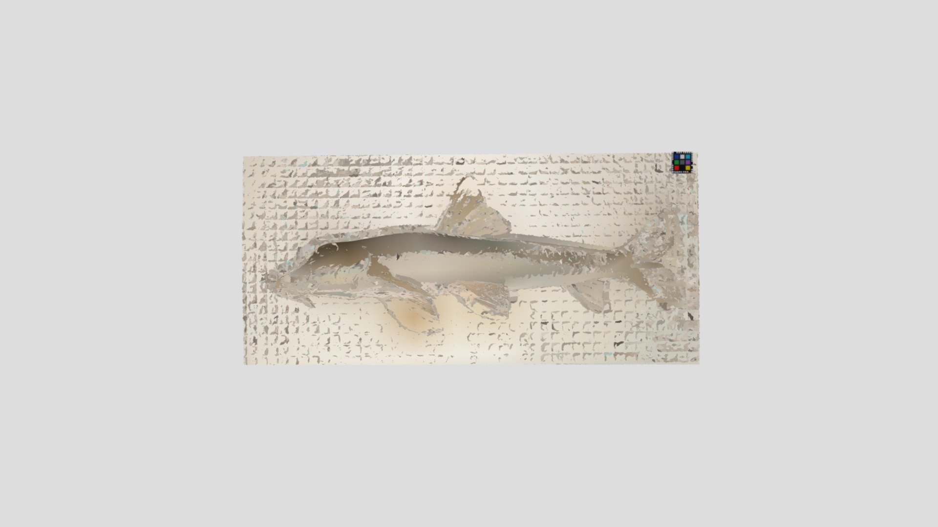 カマツカ Pike gudgeon, Pseudogobio esocinus