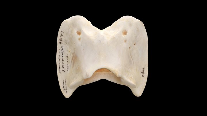 Deer (Odocoileus virginianus), Atlas Vertebra 3D Model