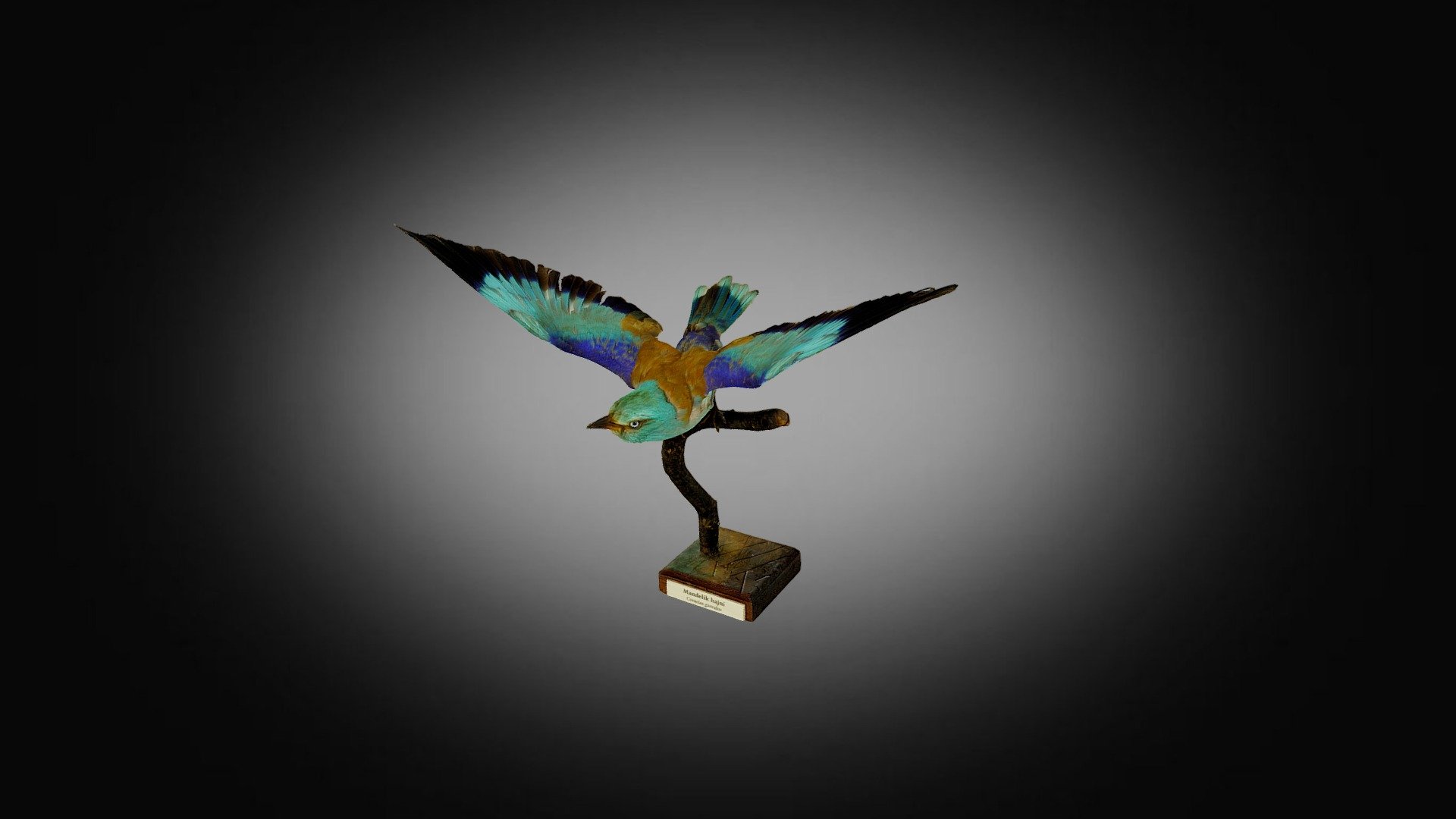 Mandelík hajní (Coracias garrulus L.) — Sketchfab embed 3D viewer
