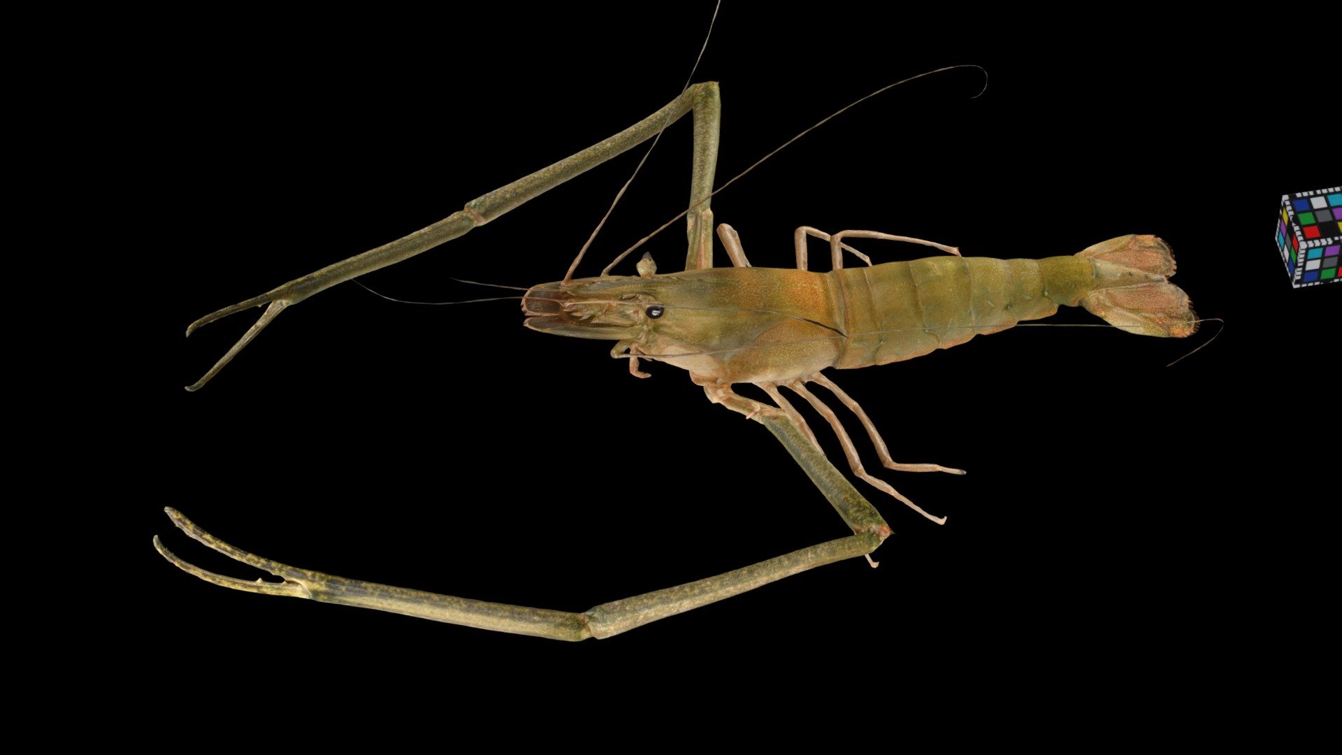 ミナミテナガエビ ♂ Freshwater Prawn, M. formosense