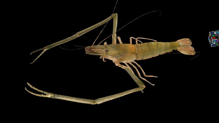Macrobrachium 3d Models Sketchfab