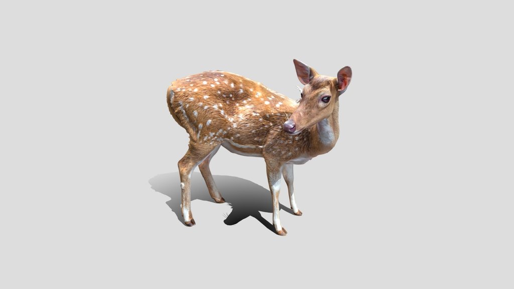 Spotted Fawn Deer 3d Model Free