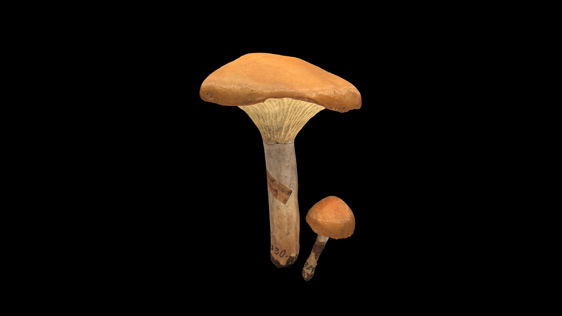 Travniška Tratnica Cuphophyllus pratensis — Sketchfab embed 3D viewer