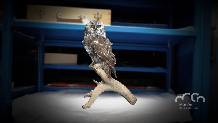 Nyctale / Boreal owl 3D Model