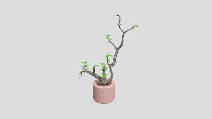 Vinelike Tree in a Pot 3D Model