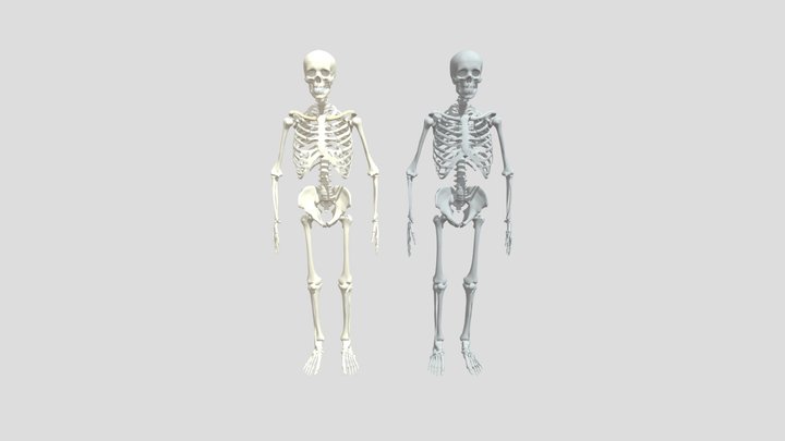 Melva Mitchell Fort Worth Skeletons 3D Model