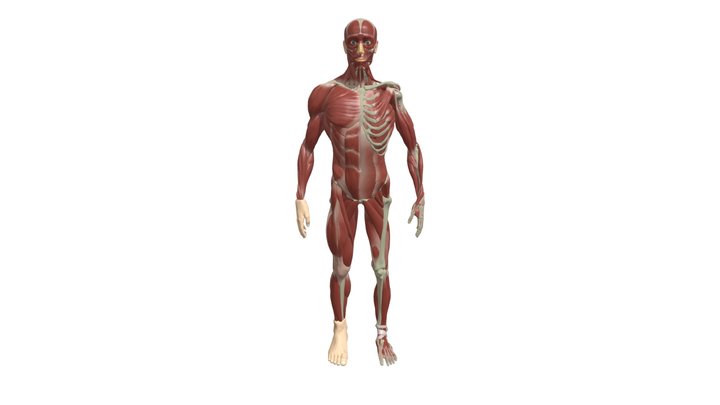 Body 3D Model